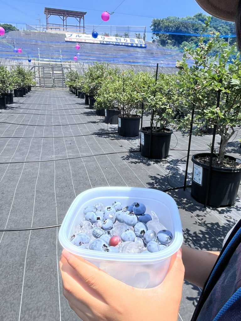 ブルーベリーファームみさき・大阪・岬町・氷で冷やすブルーベリー