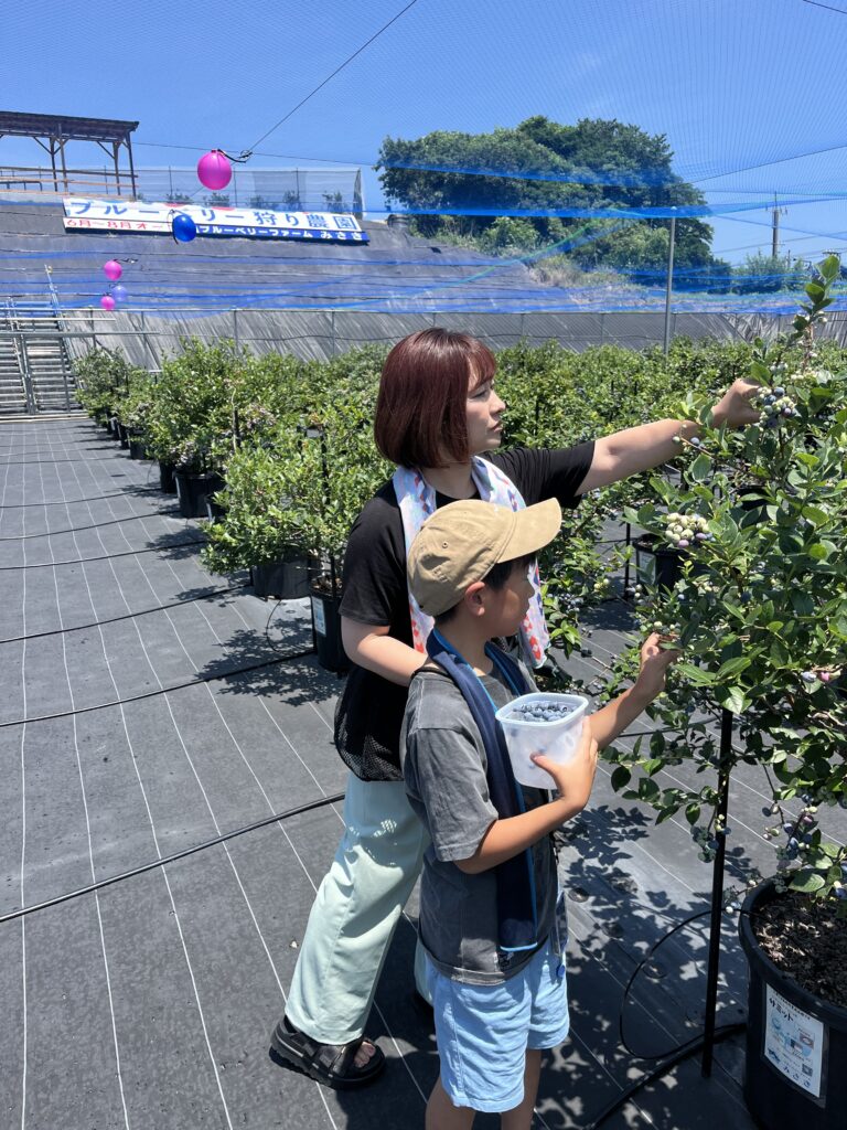 ブルーベリーファームみさき・大阪・岬町・氷カップでブルーベリーを収穫