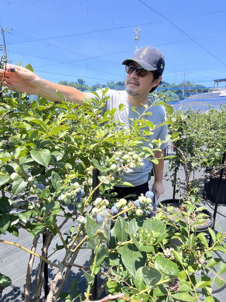 ブルーベリーファームみさき・大阪・岬町・一粒のブルーベリー