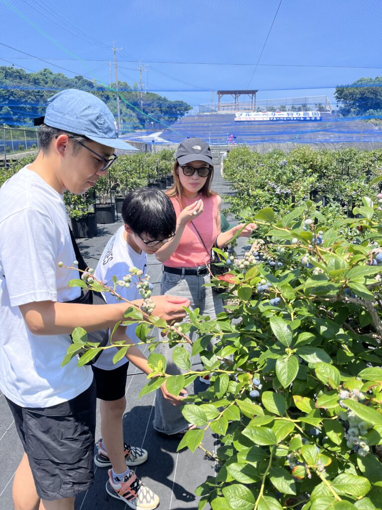 ブルーベリーファームみさき・大阪・岬町・親子でブルーベリー狩り体験