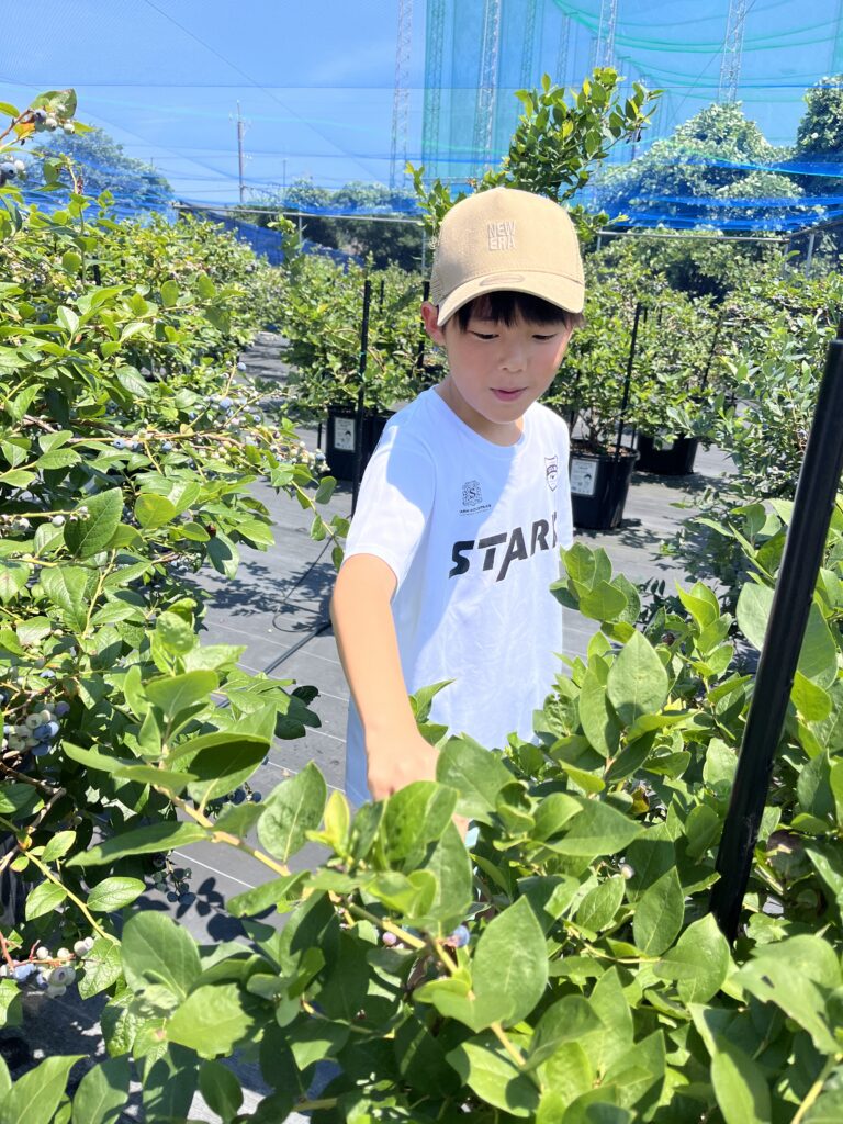 ブルーベリーファームみさき・大阪・岬町・ブルーベリーに囲まれて