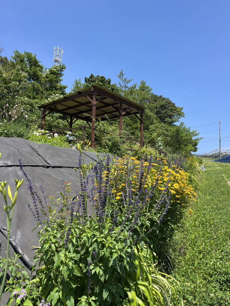 ブルーベリーファームみさき・大阪・岬町・いろんな花が咲いています