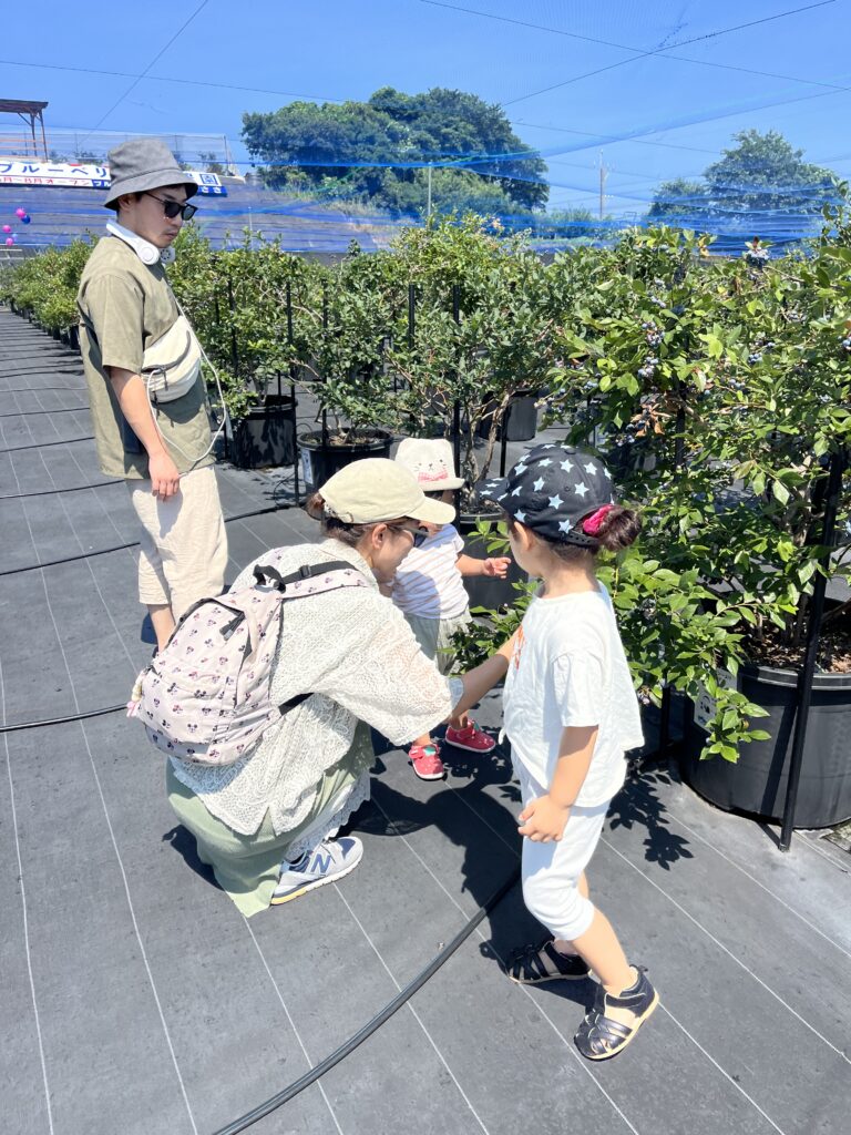 ブルーベリーファームみさき・大阪・岬町・小さな子供でもブルーベリーを収穫