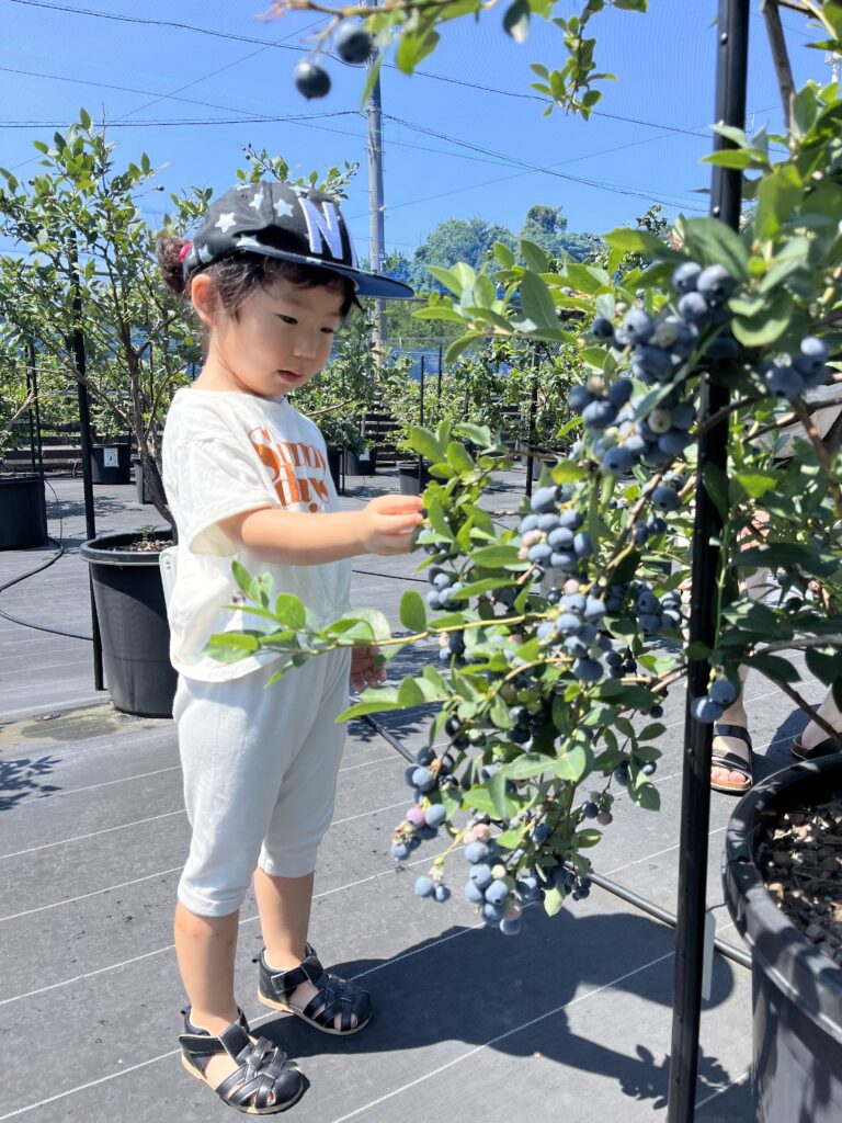 ブルーベリーファームみさき・大阪・岬町・たわわに実るブルーベリー
