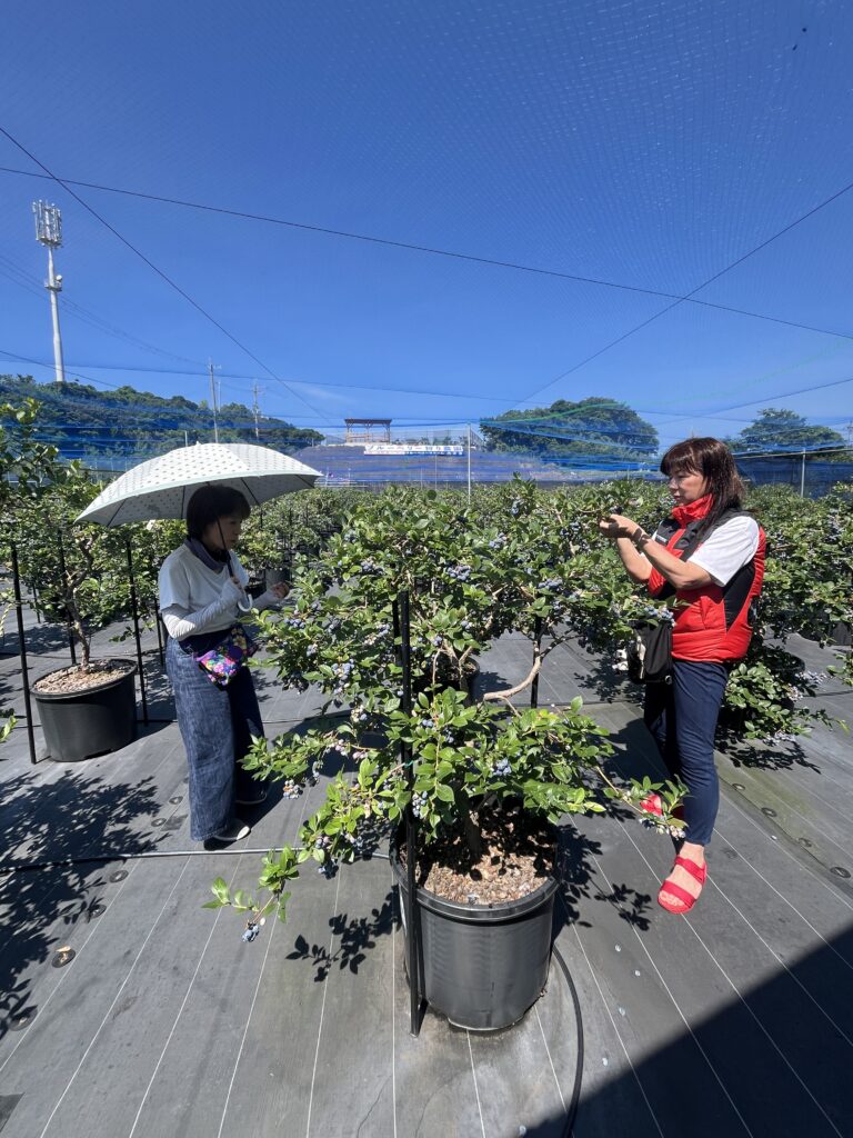 ブルーベリーファームみさき・大阪・岬町・姉妹でブルーベリー狩り