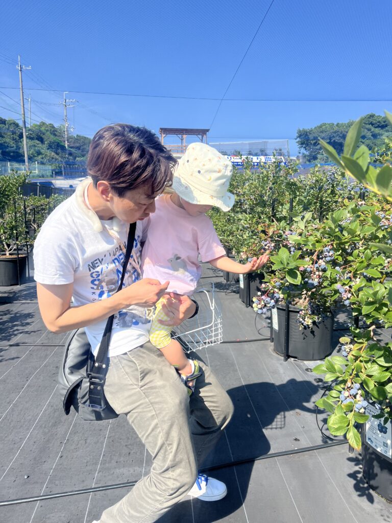 ブルーベリーファームみさき・大阪・岬町・ブルーベリーの収穫のお手伝い