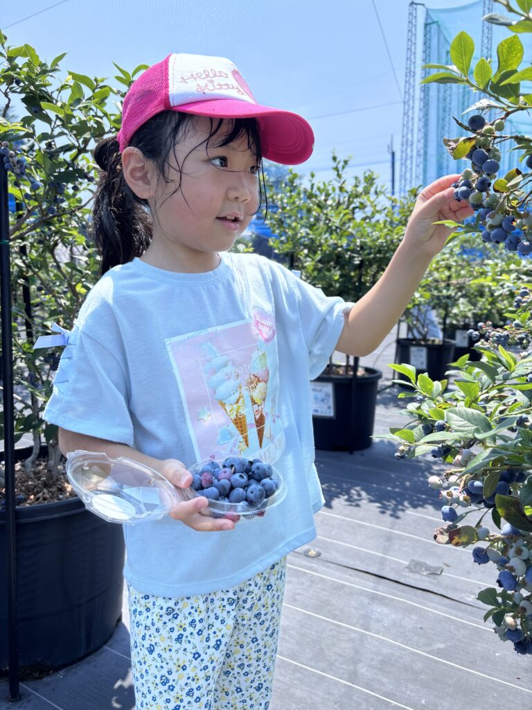 ブルーベリーファームみさき・大阪・岬町・ブルーベリーの収穫