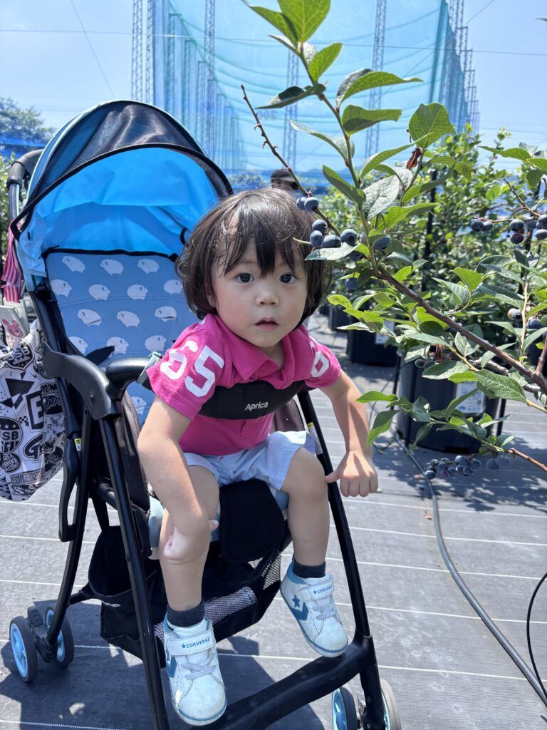 ブルーベリーファームみさき・大阪・岬町・ベビーカーでブルーベリー収穫