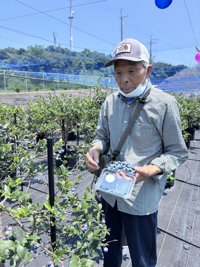 ブルーベリーファームみさき・大阪・岬町・お持ち帰りパックで収穫