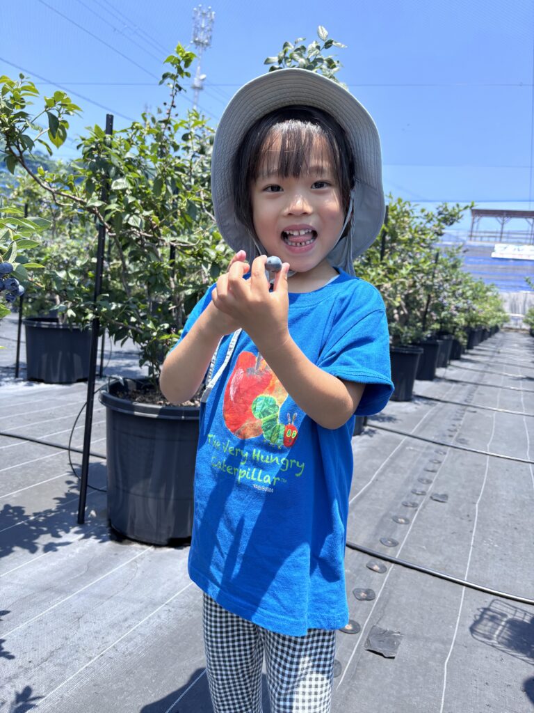 ブルーベリーファームみさき・大阪・岬町・大粒のブルーベリー