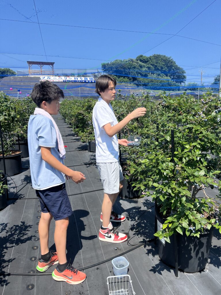 ブルーベリーファームみさき・大阪・岬町・イケメン兄弟でブルーベリー狩り