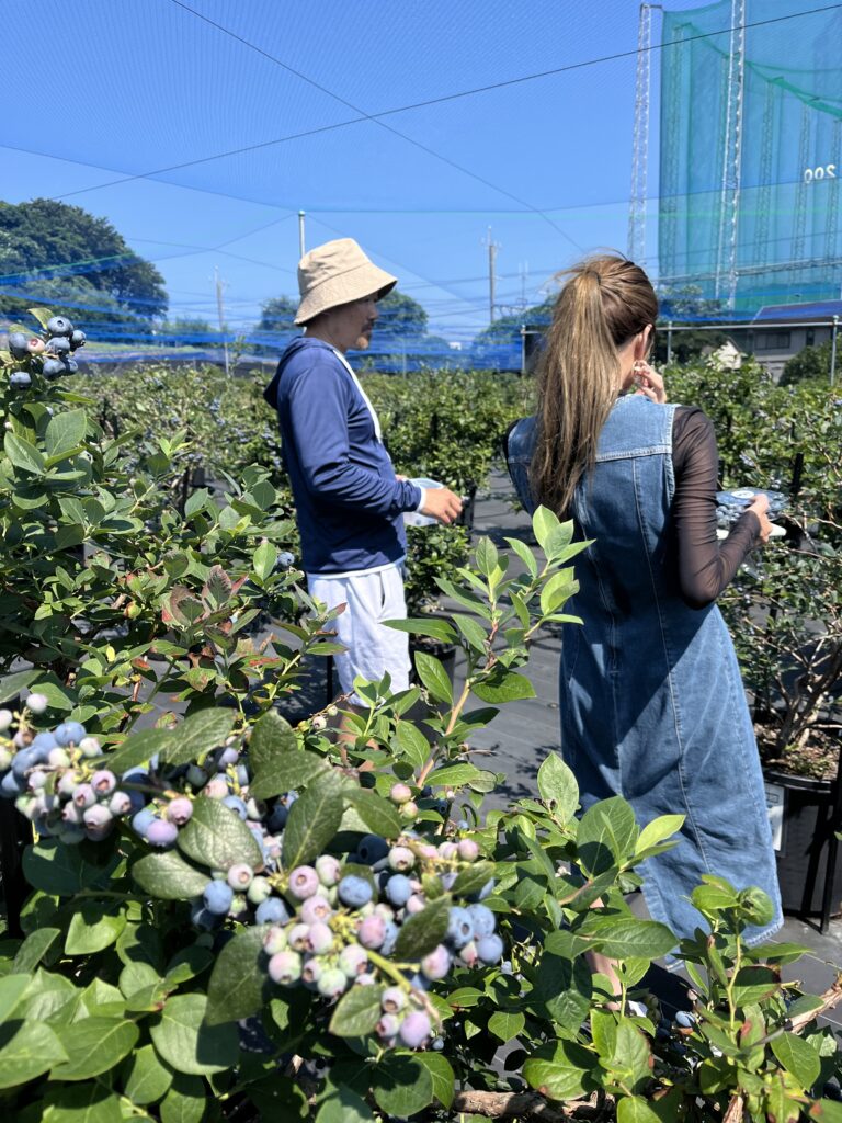 ブルーベリーファームみさき・大阪・岬町・ブルーベリー収穫体験