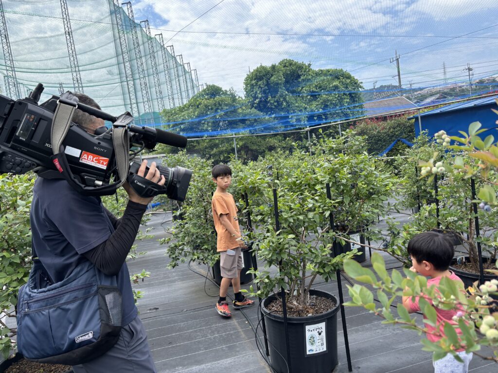 ブルーベリー狩りのテレビ撮影