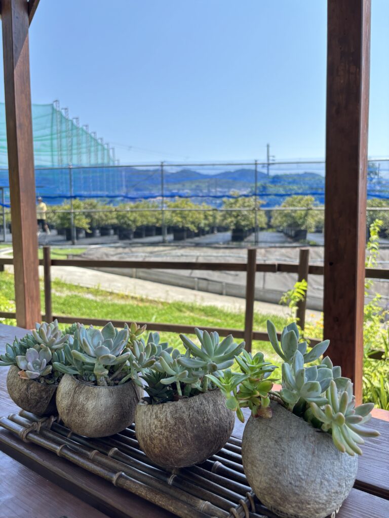 ブルーベリーファームみさき・大阪・岬町・多肉植物