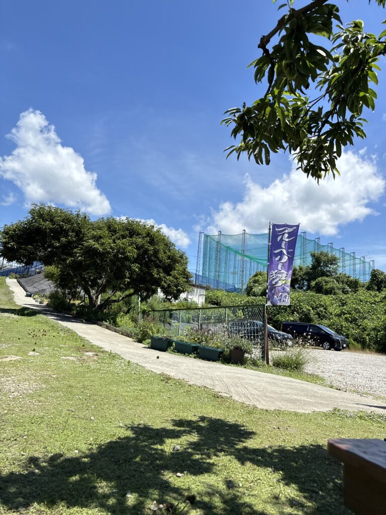 ブルーベリー狩り・ブルーベリーファームみさき・大阪・岬町・夏のブルーベリー農園