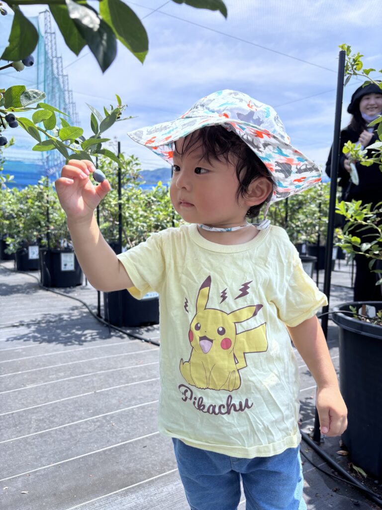 ブルーベリー狩り・ブルーベリーファームみさき・大阪・岬町・大粒のブルーベリー