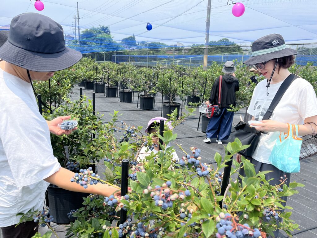 ブルーベリー狩り・ブルーベリーファームみさき・大阪・岬町・家族でブルーベリー狩り