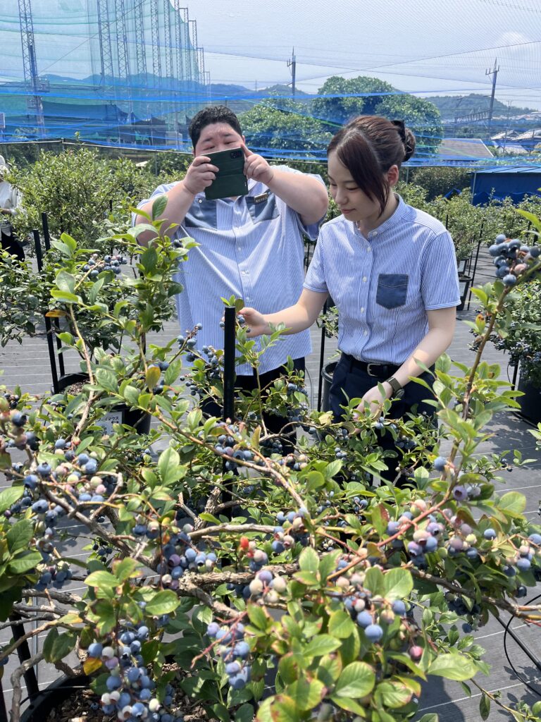 ブルーベリー狩り・ブルーベリーファームみさき・大阪・岬町・休暇村紀州加太スタッフ