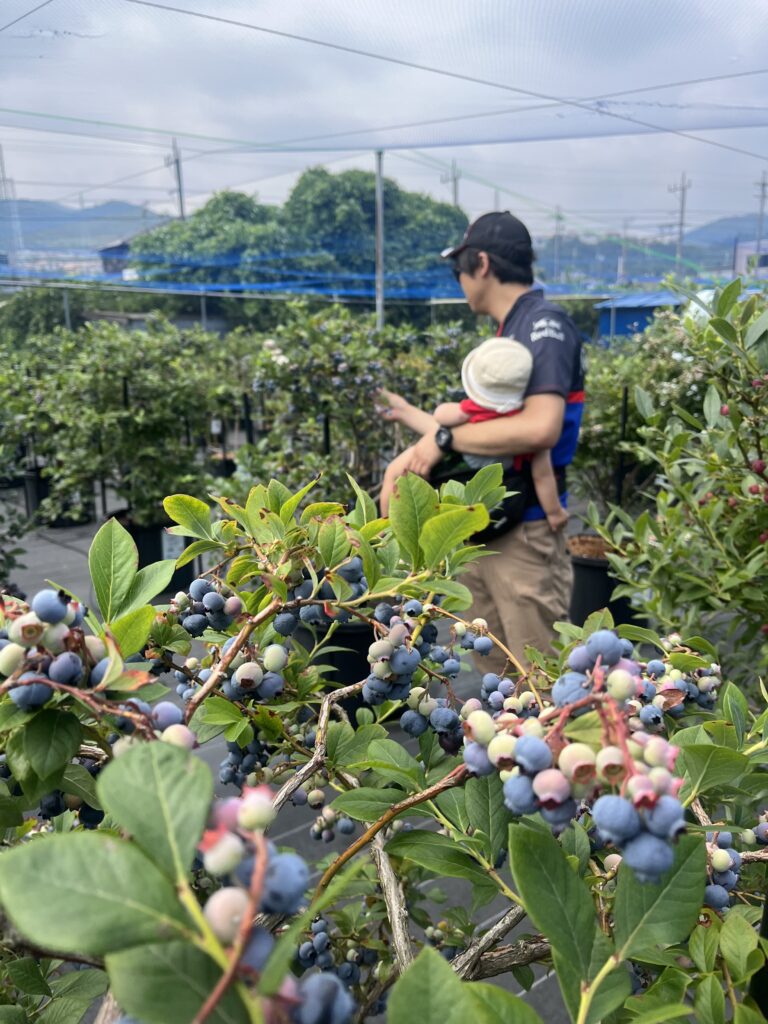 ブルーベリー狩り・ブルーベリーファームみさき・大阪・岬町・抱っこでブルーベリーの収穫
