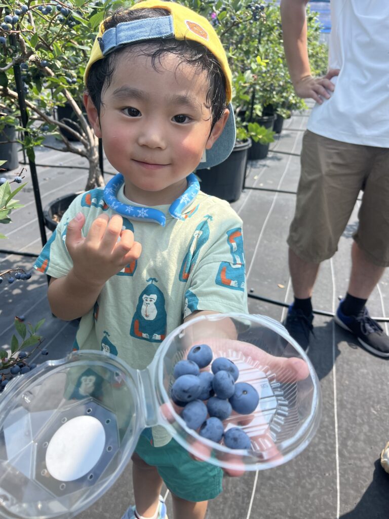 ブルーベリー狩り・ブルーベリーファームみさき・大阪・岬町・パックにブルーベリーを収穫