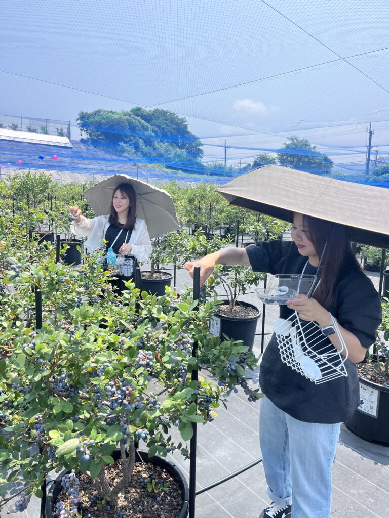 ブルーベリー狩り・ブルーベリーファームみさき・大阪・岬町・今シーズンも来てくれました