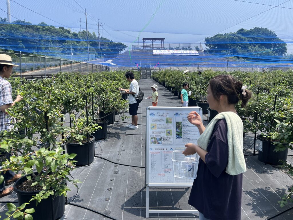 ブルーベリー狩り・ブルーベリーファームみさき・大阪・岬町・第2サイトは今が旬