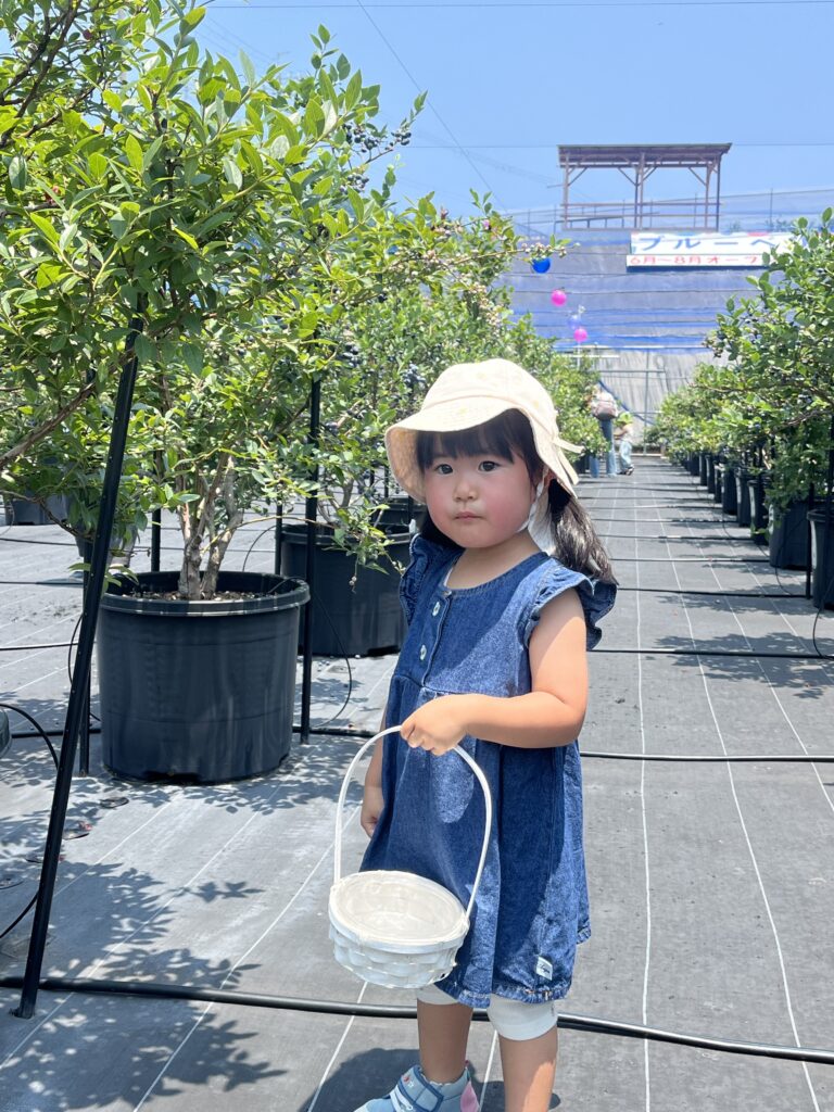 ブルーベリー狩り・ブルーベリーファームみさき・大阪・岬町・こだわりのマイカゴで収穫