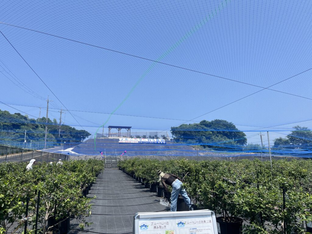 ブルーベリー狩り・ブルーベリーファームみさき・大阪・岬町・第2サイトはスカイブルー