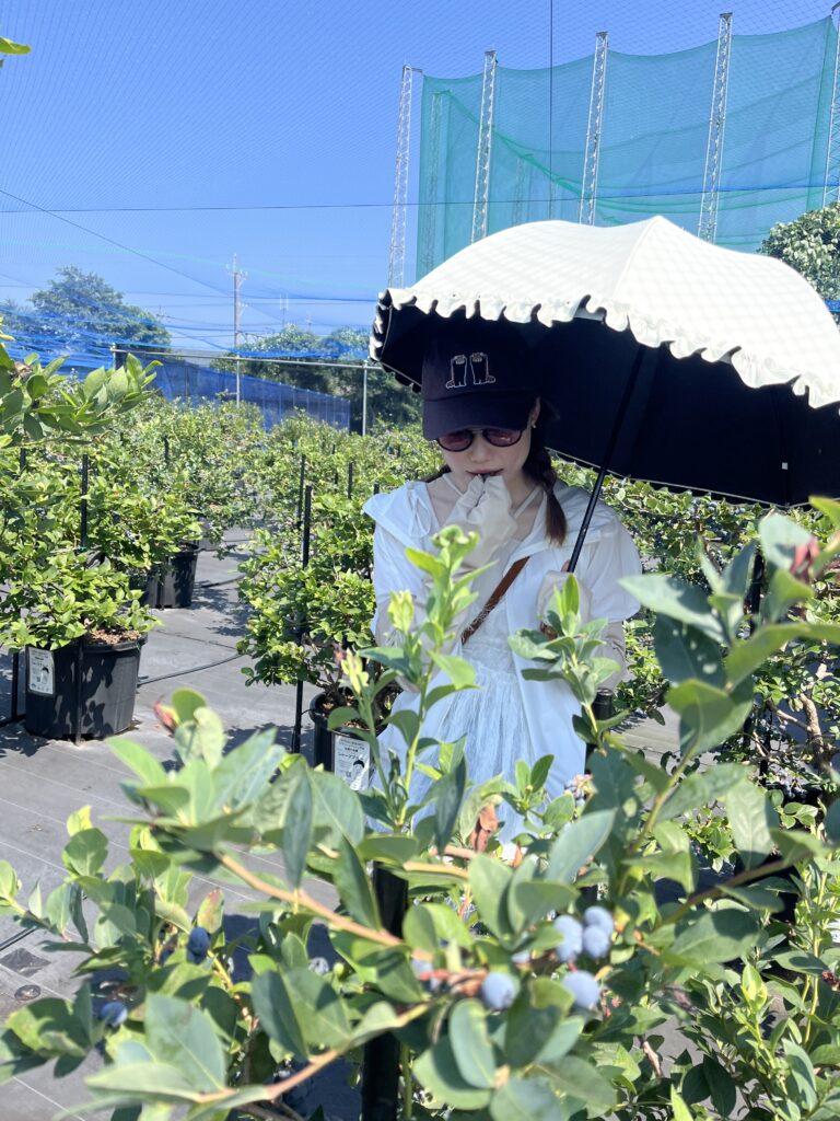 ブルーベリー狩り・ブルーベリーファームみさき・大阪・岬町・セレブなブルーベリー狩り
