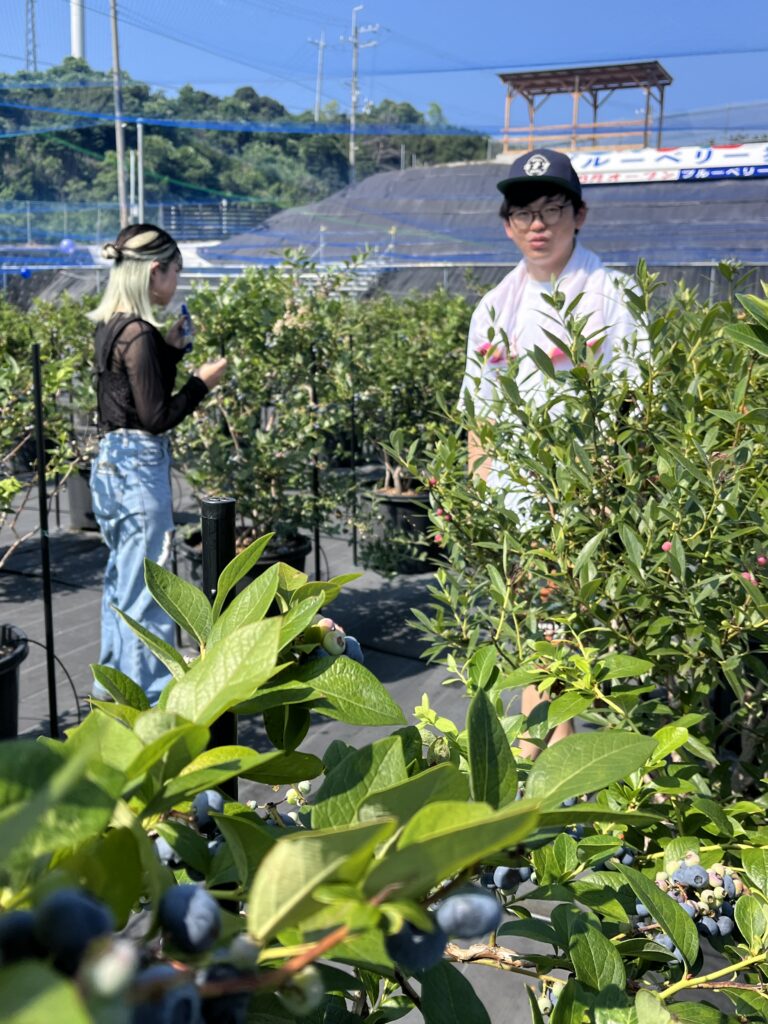 ブルーベリー狩り・ブルーベリーファームみさき・大阪・岬町・ノリがよかったです