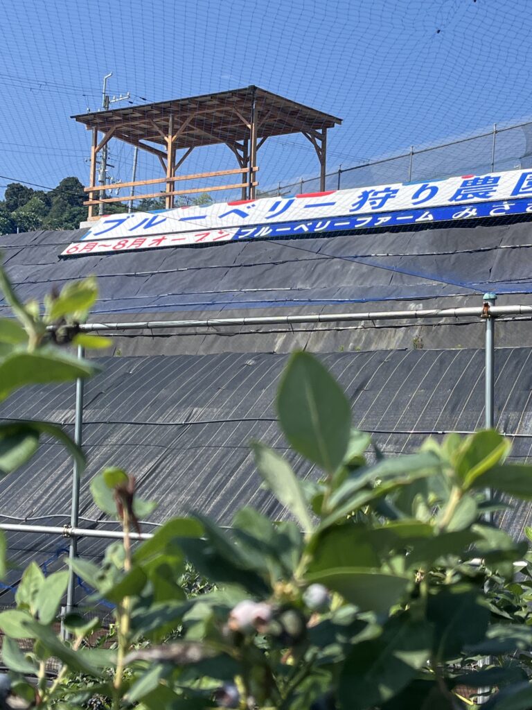 ブルーベリー狩り・ブルーベリーファームみさき・大阪・岬町・第2サイトの完熟ブルーベリー・看板