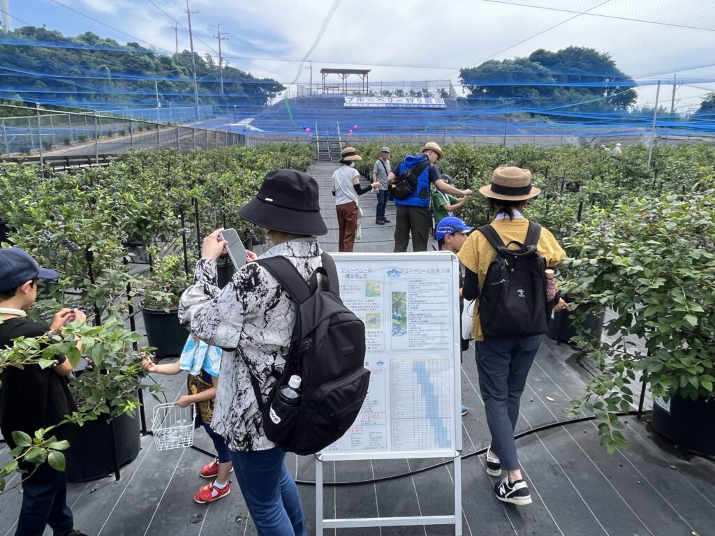 ブルーベリー狩り・ブルーベリーファームみさき・大阪・岬町・7月のブルーベリー狩り