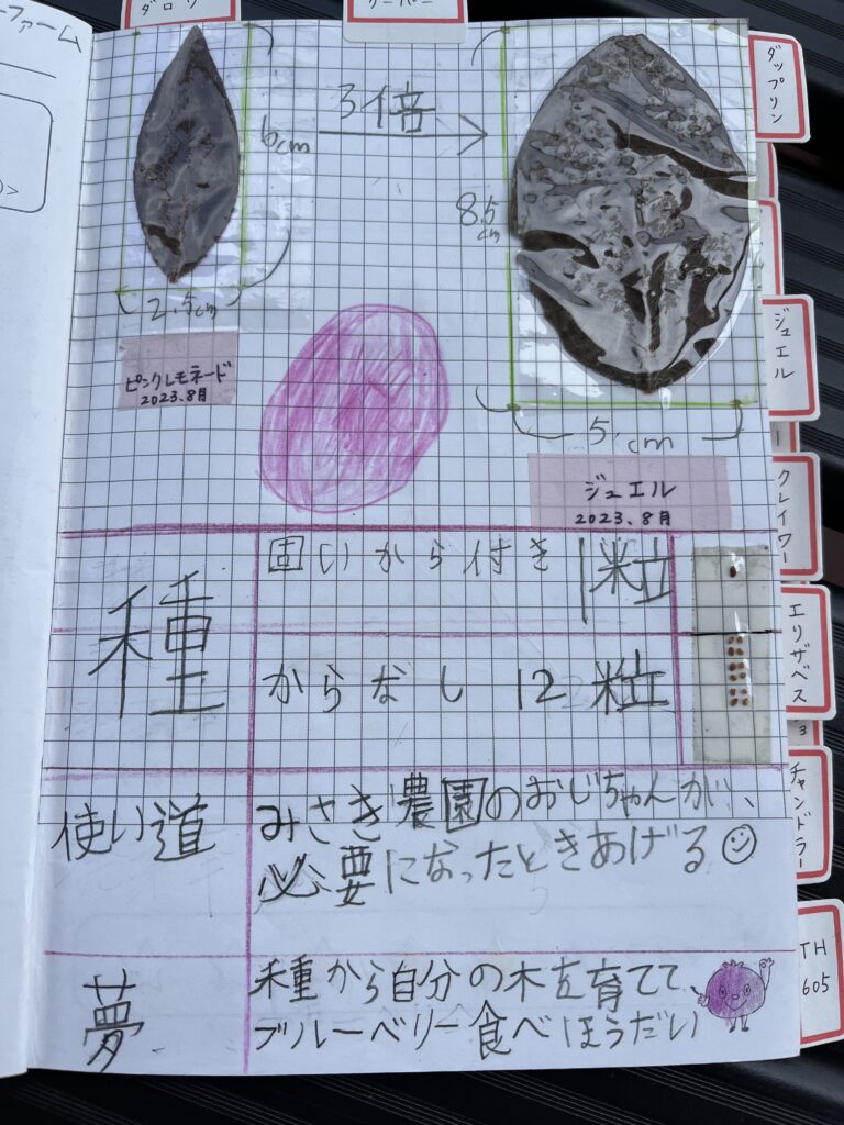 ブルーベリー狩り・ブルーベリーファームみさき・大阪・岬町・観察ノート