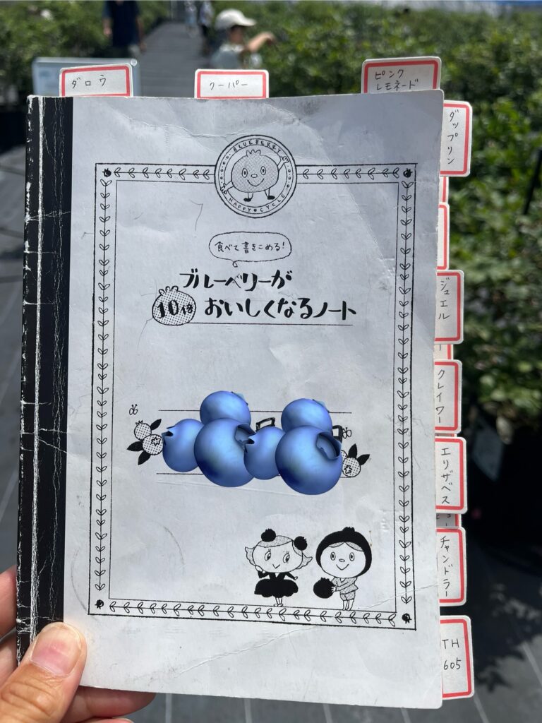 ブルーベリー狩り・ブルーベリーファームみさき・大阪・岬町・おいしくなるノート