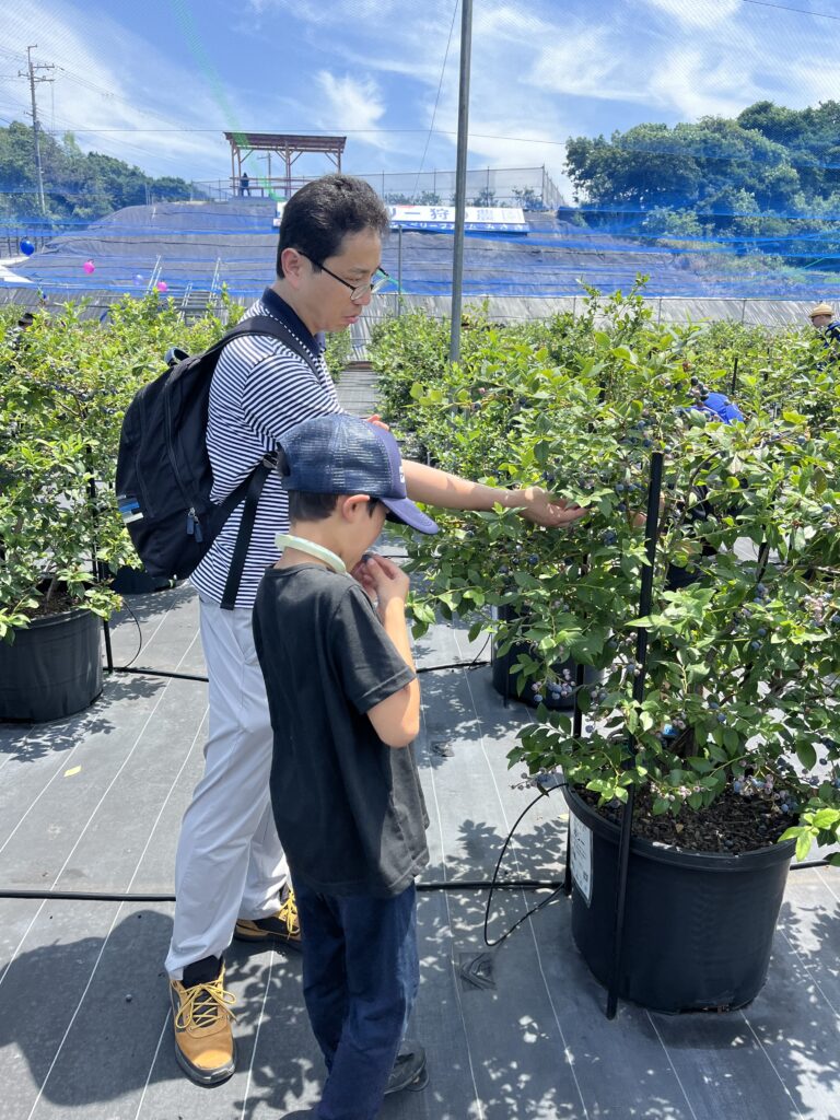 ブルーベリー狩り・ブルーベリーファームみさき・大阪・岬町・パパとブルーベリー狩り
