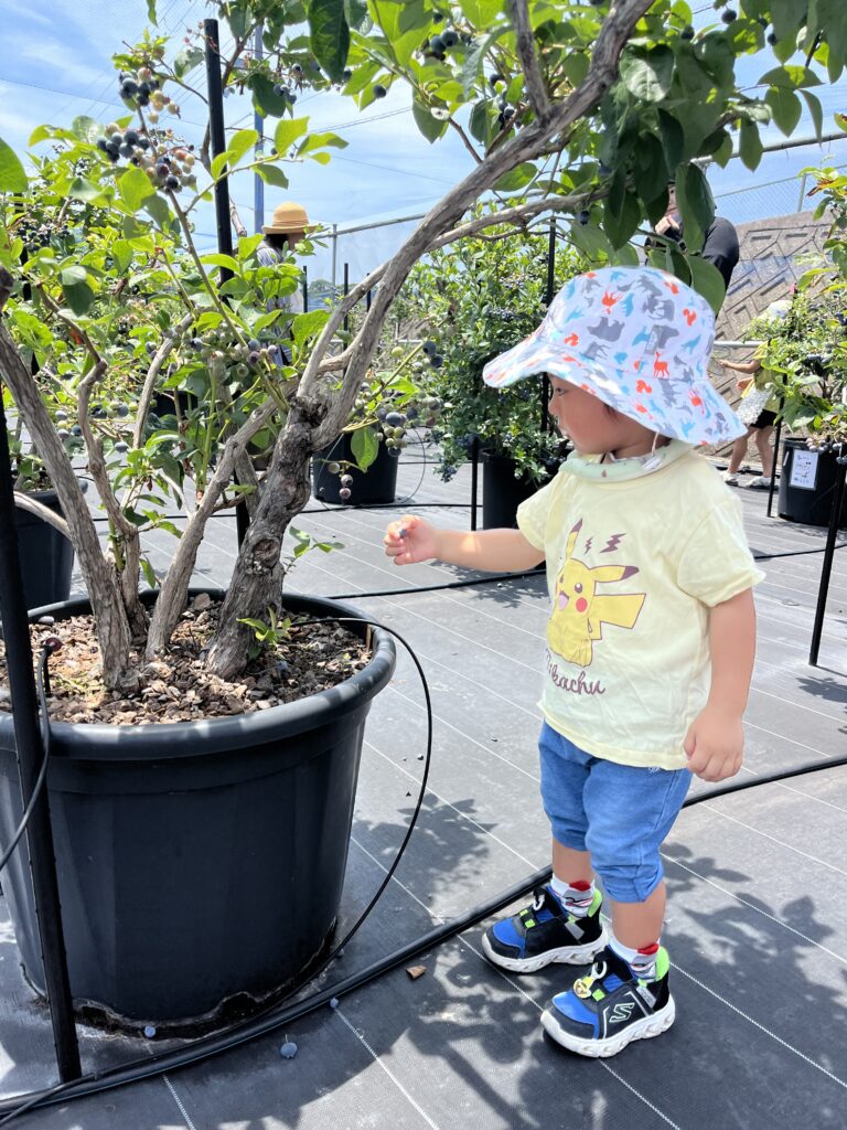 ブルーベリー狩り・ブルーベリーファームみさき・大阪・岬町・かわいい収穫シーン