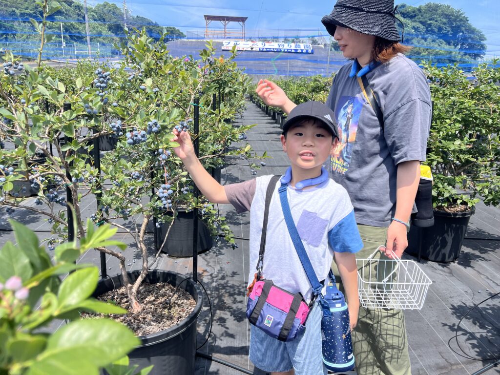 ブルーベリー狩り・ブルーベリーファームみさき・大阪・岬町・お気に入りの品種