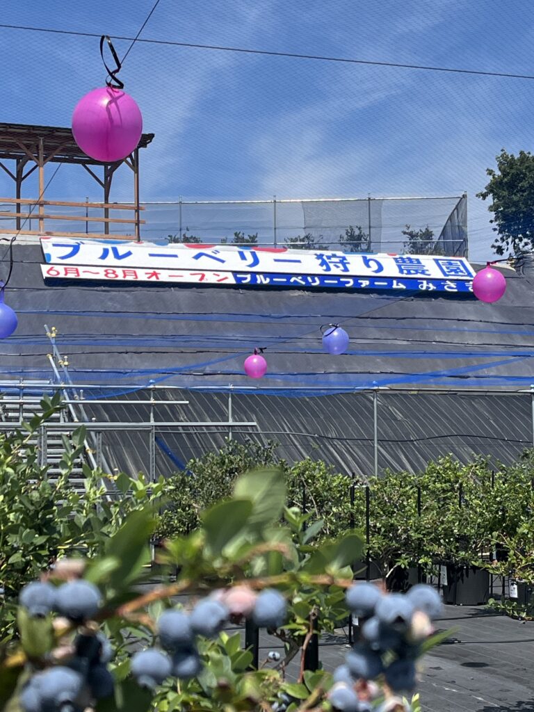 ブルーベリー狩り・ブルーベリーファームみさき・大阪・岬町・看板