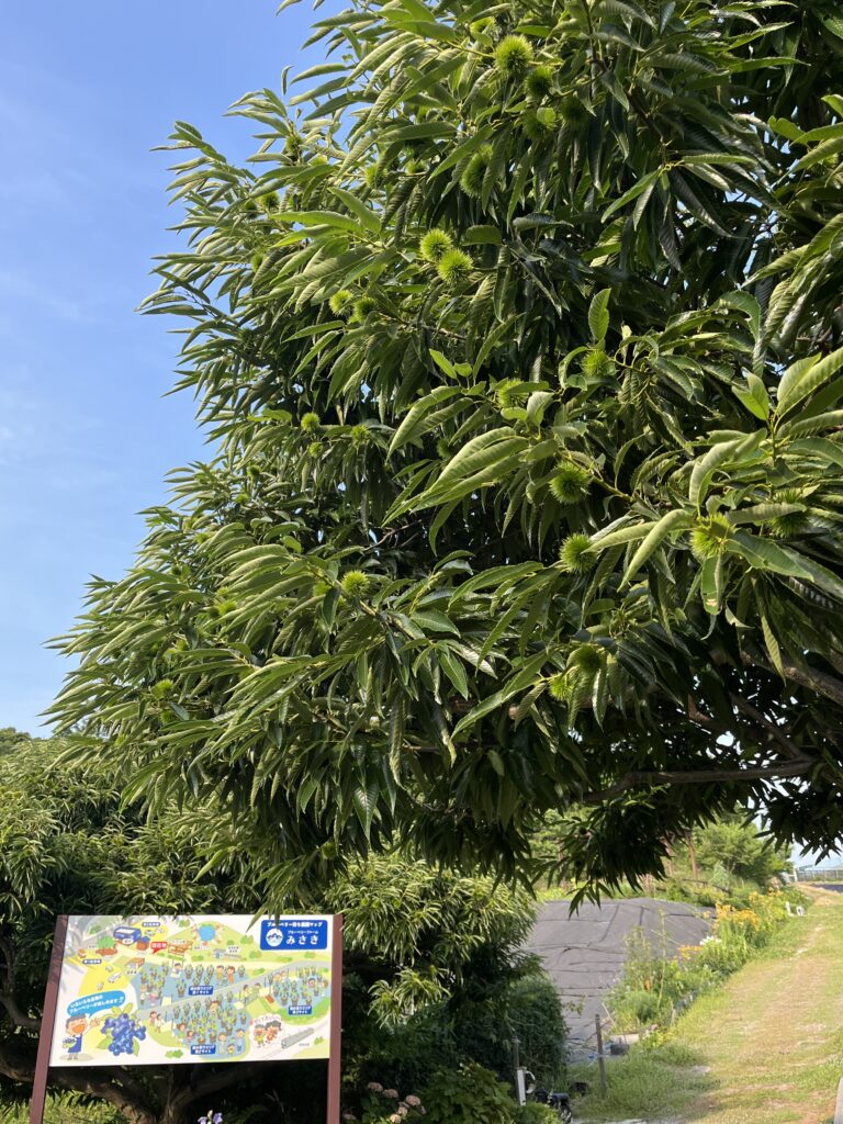 ブルーベリー狩り・ブルーベリーファームみさき・大阪・岬町・7月初旬の栗の木