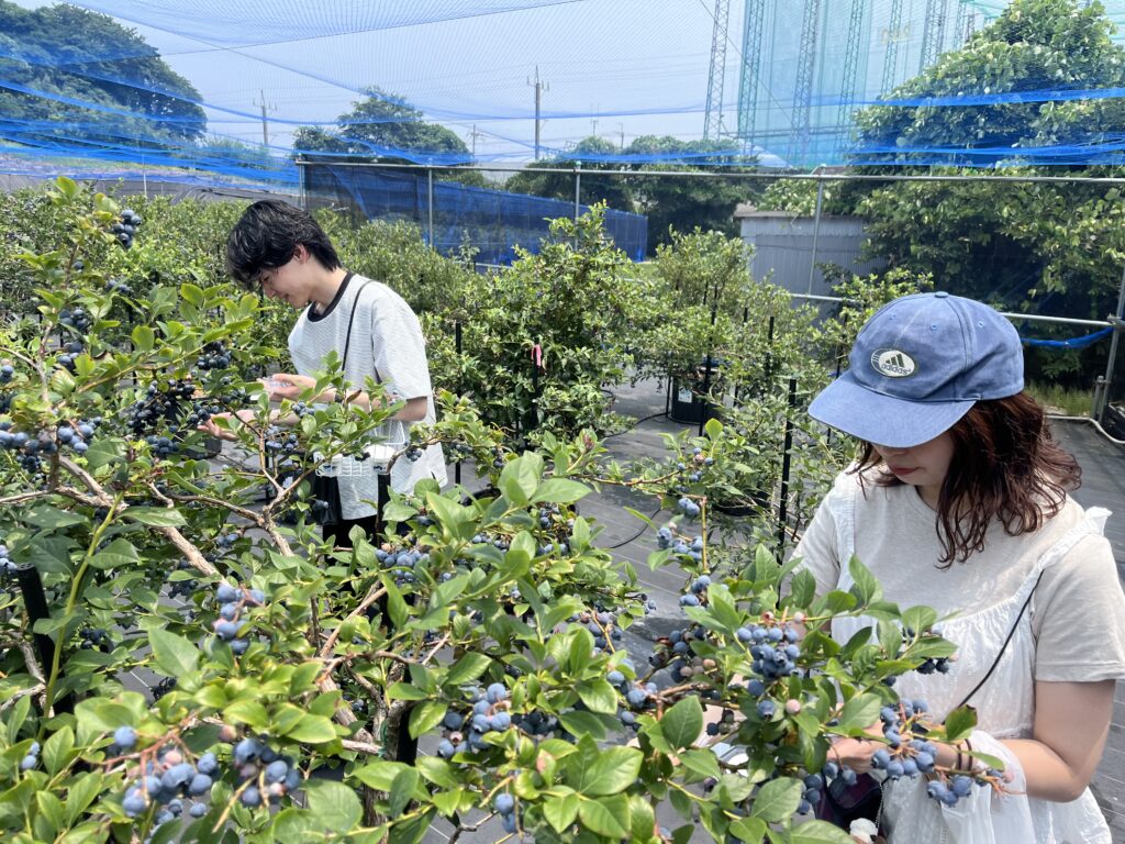 ブルーベリー狩り・ブルーベリーファームみさき・大阪・岬町・二人で収穫