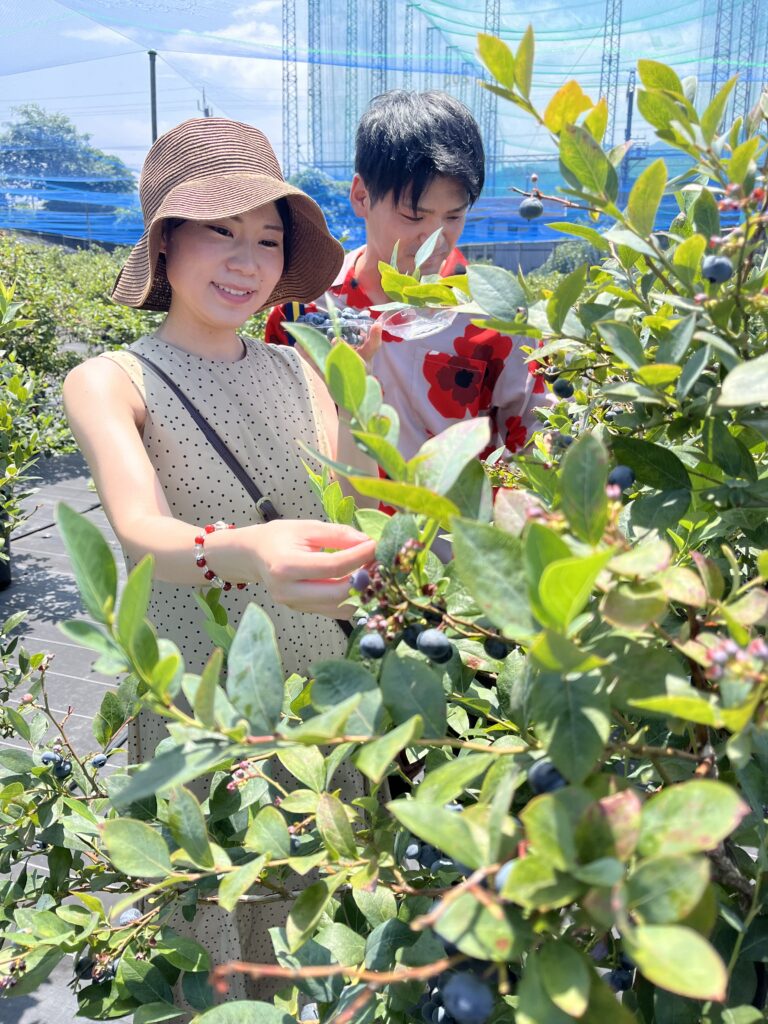 ブルーベリー狩り・ブルーベリーファームみさき・大阪・岬町・大粒のブルーベリー探し