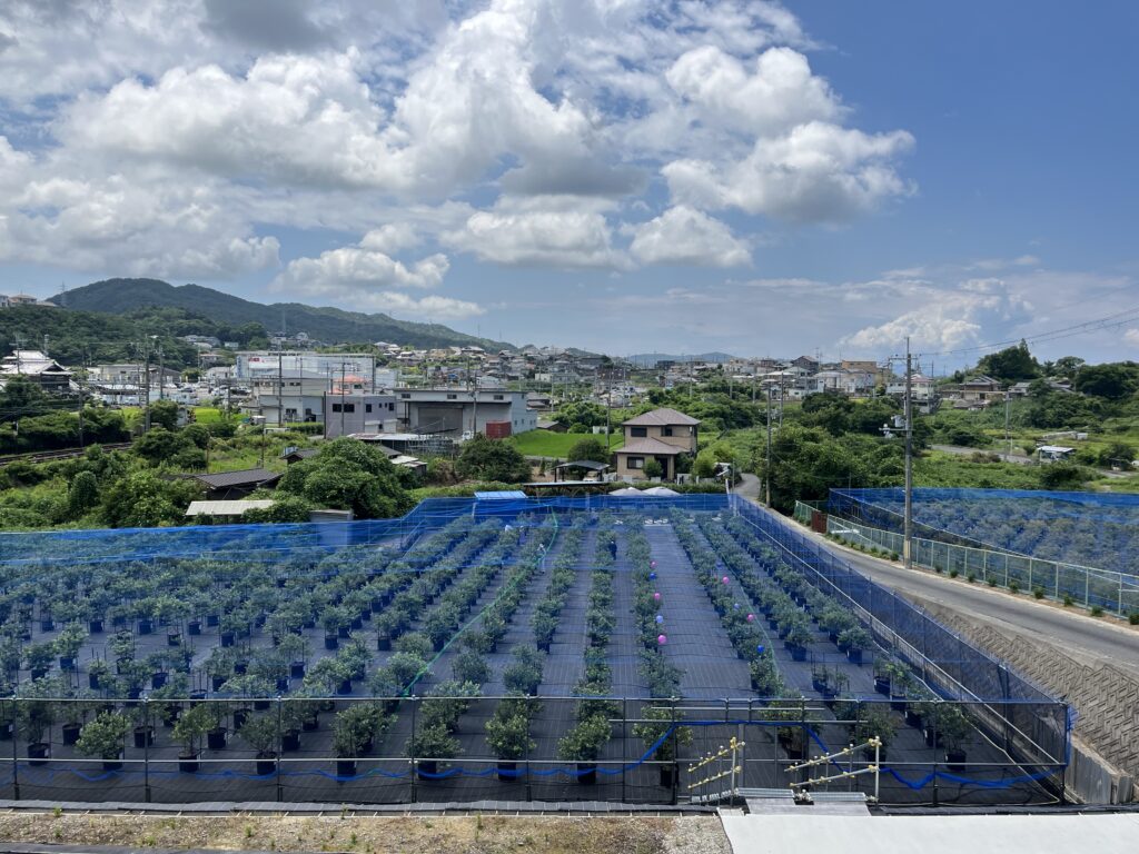 ブルーベリー狩り・ブルーベリーファームみさき・大阪・岬町・7月中旬のブルーベリー農園