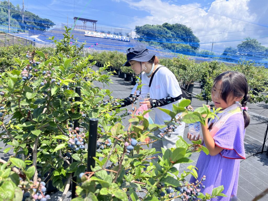 ブルーベリー狩り・ブルーベリーファームみさき・大阪・岬町・ブルーベリー収穫