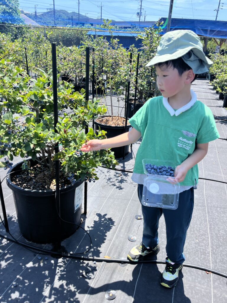 ブルーベリー狩り・ブルーベリーファームみさき・大阪・岬町・こどもが収穫できる高さ