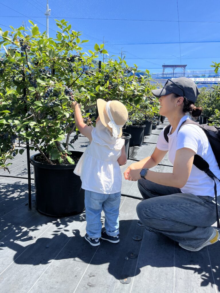 ブルーベリー狩り・ブルーベリーファームみさき・大阪・岬町・小さなお客様