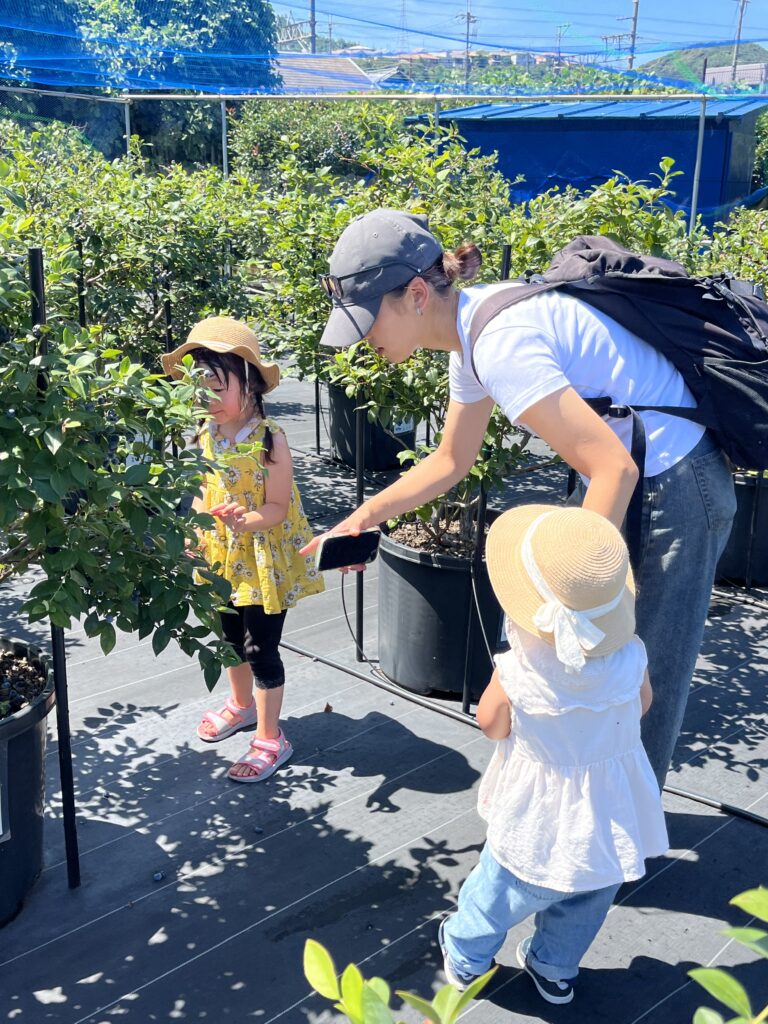 ブルーベリー狩り・ブルーベリーファームみさき・大阪・岬町・仲良く収穫