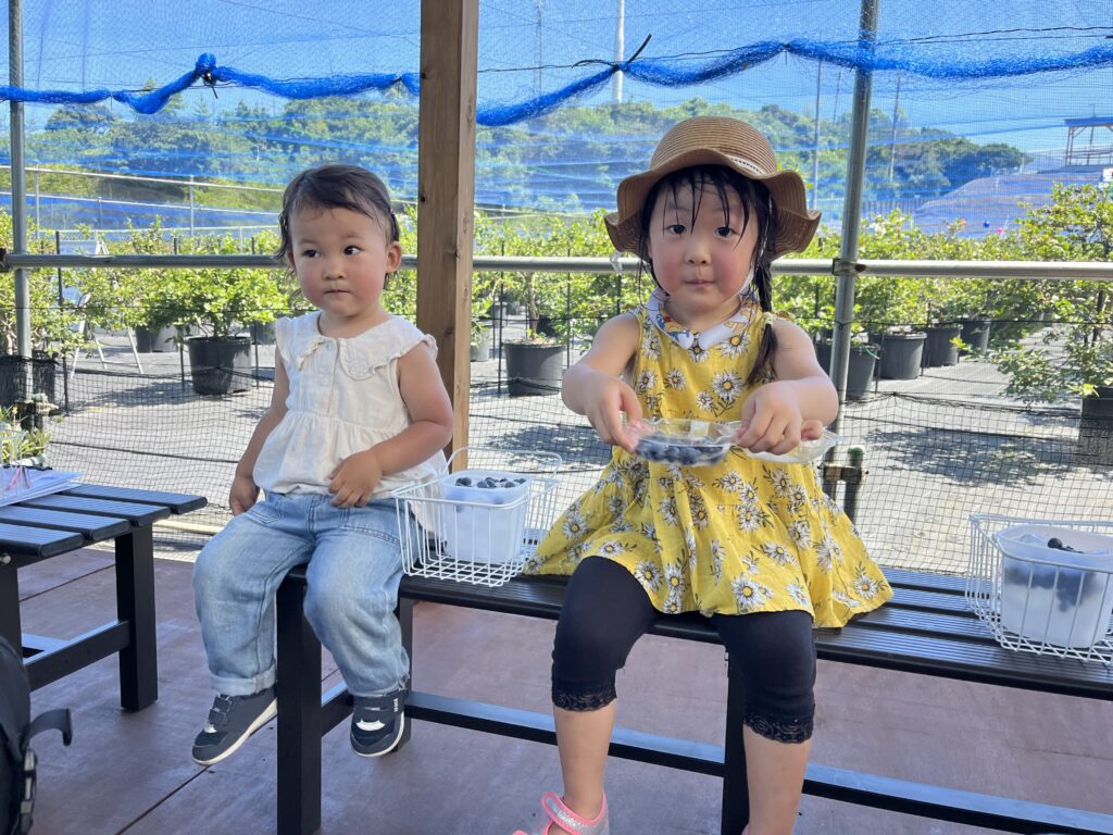 ブルーベリー狩り・ブルーベリーファームみさき・大阪・岬町・収穫したブルーベリー