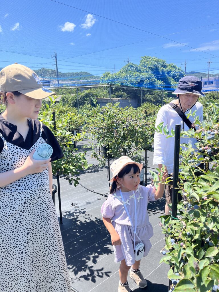 ブルーベリー狩り・ブルーベリーファームみさき・大阪・岬町・三世代でブルーベリー狩り
