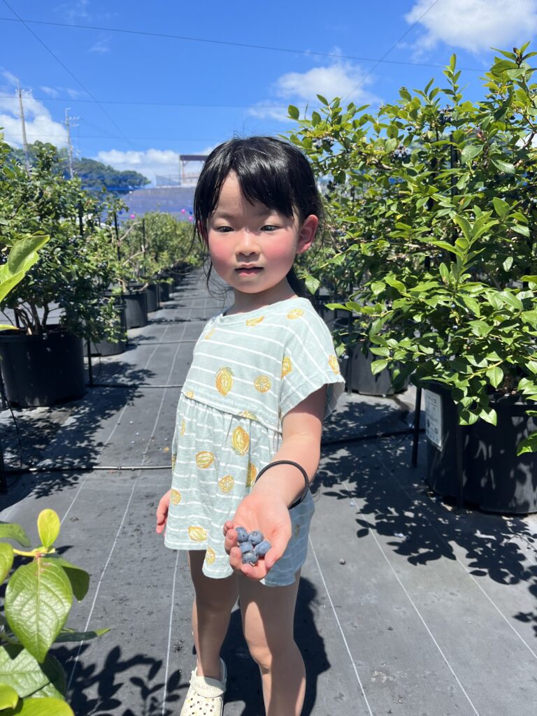 ブルーベリー狩り・ブルーベリーファームみさき・大阪・岬町・収穫しました