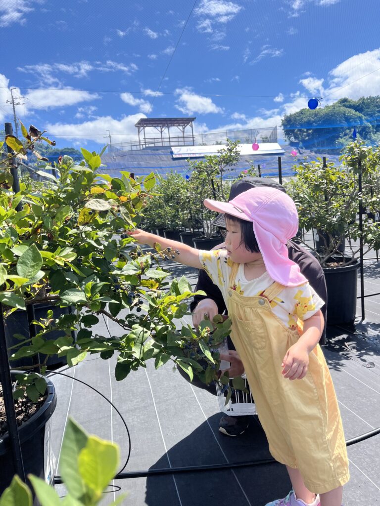 手が届くところにブルーベリーの完熟の実があります